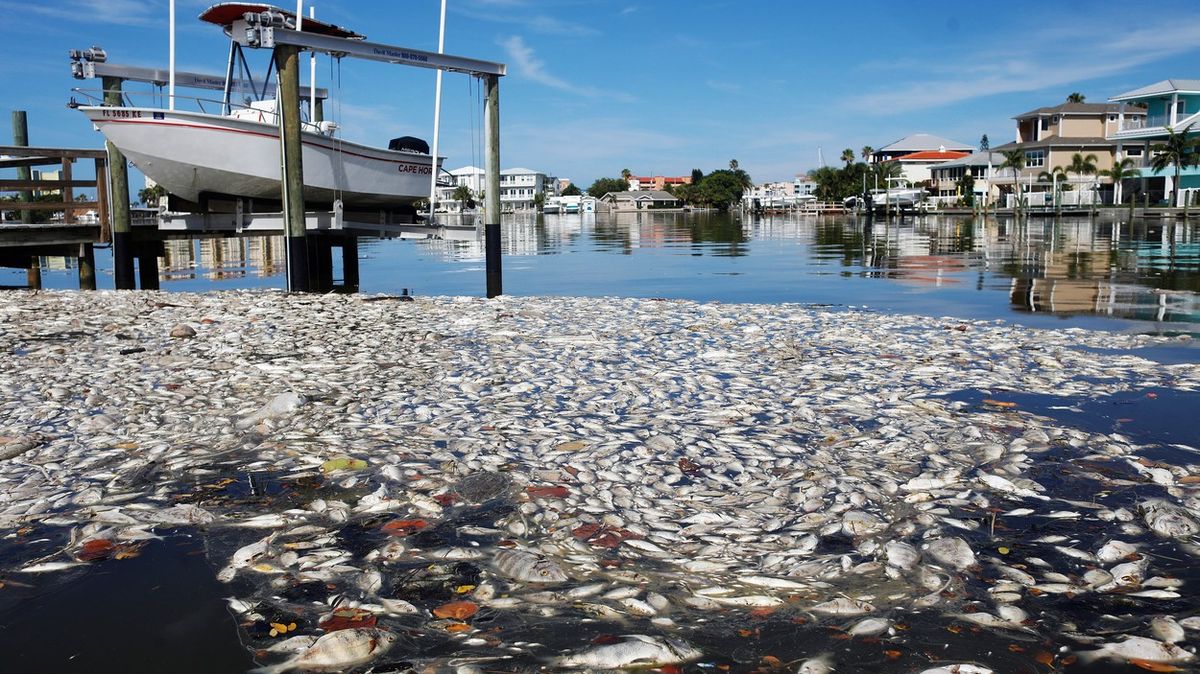 Rudý příliv na Floridě. Řasy mají na svědomí tuny mořských živočichů